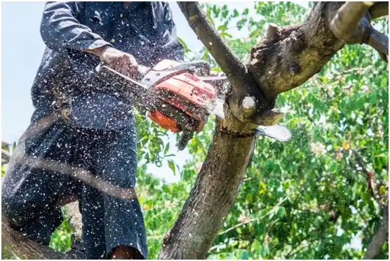 tree services Syracuse